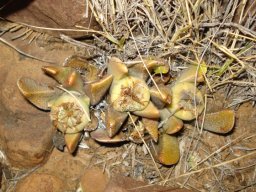 Rabiea albinota brown leaves in hard times